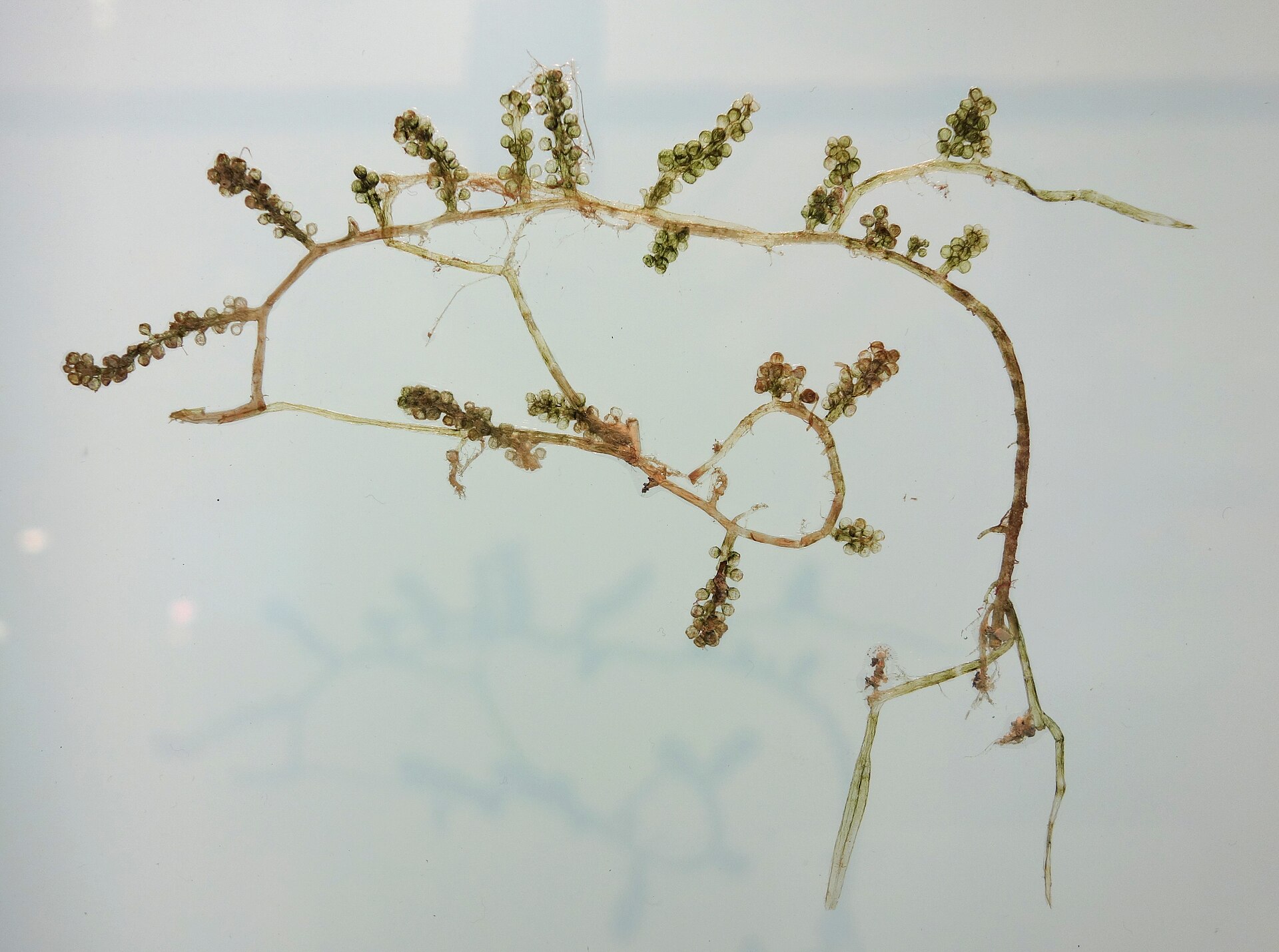 Caulerpa (Sea Grapes / Green Caviar)