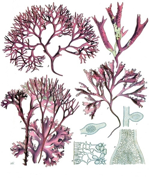 Chondrus (Irish Moss)