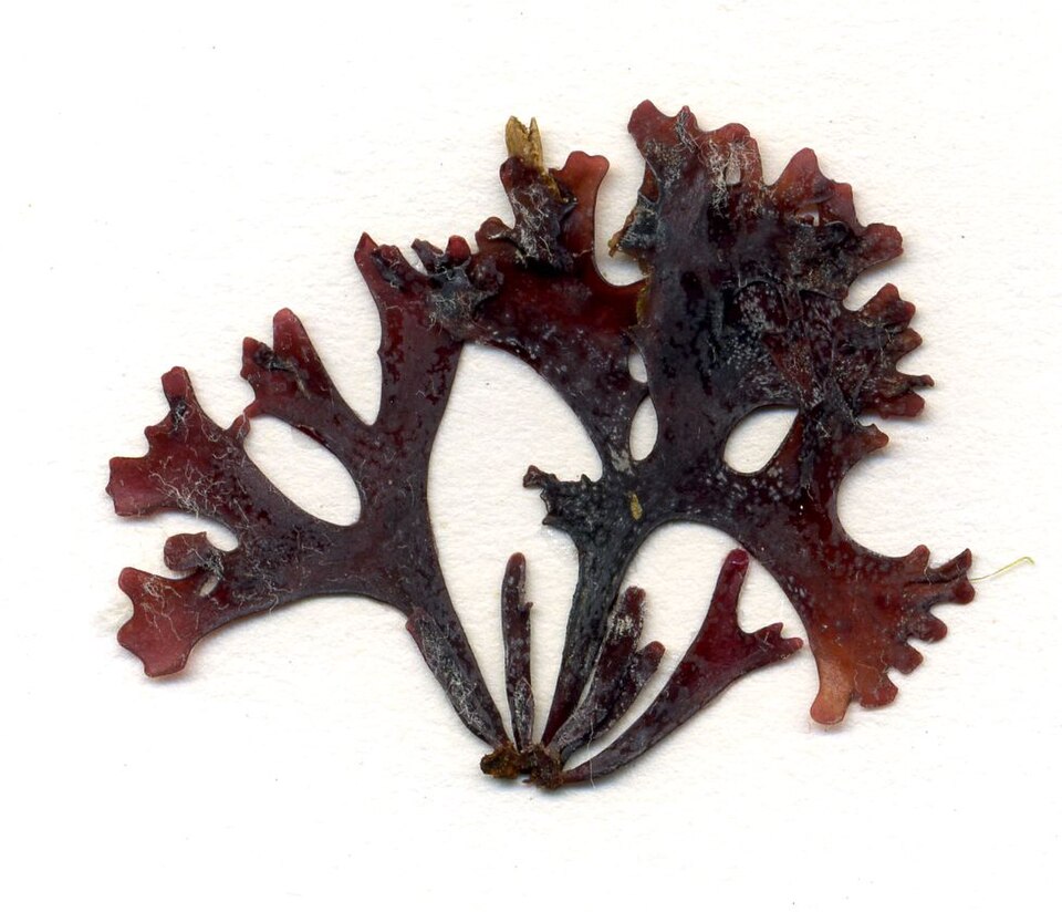 Chondrus (Irish Moss)