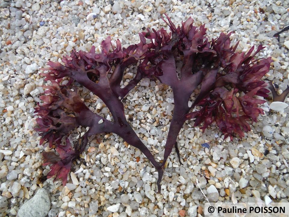 Chondrus (Irish Moss)