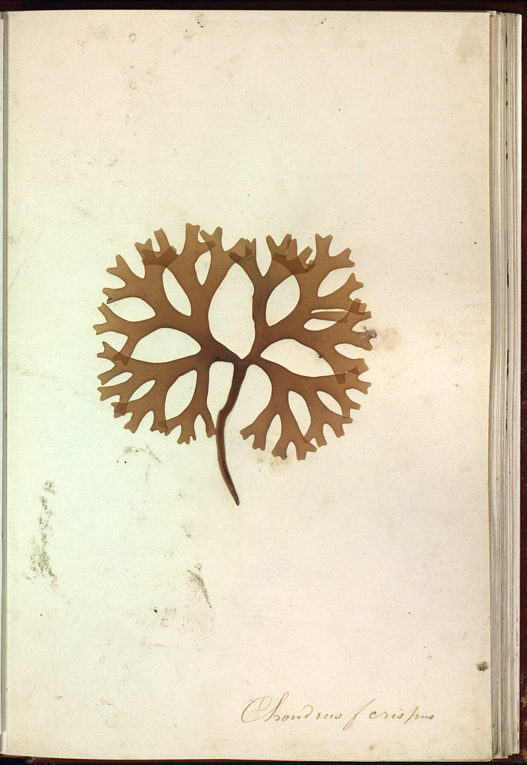 Chondrus (Irish Moss)