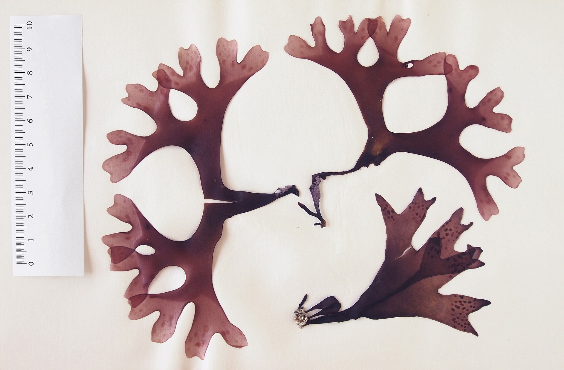 Chondrus (Irish Moss)