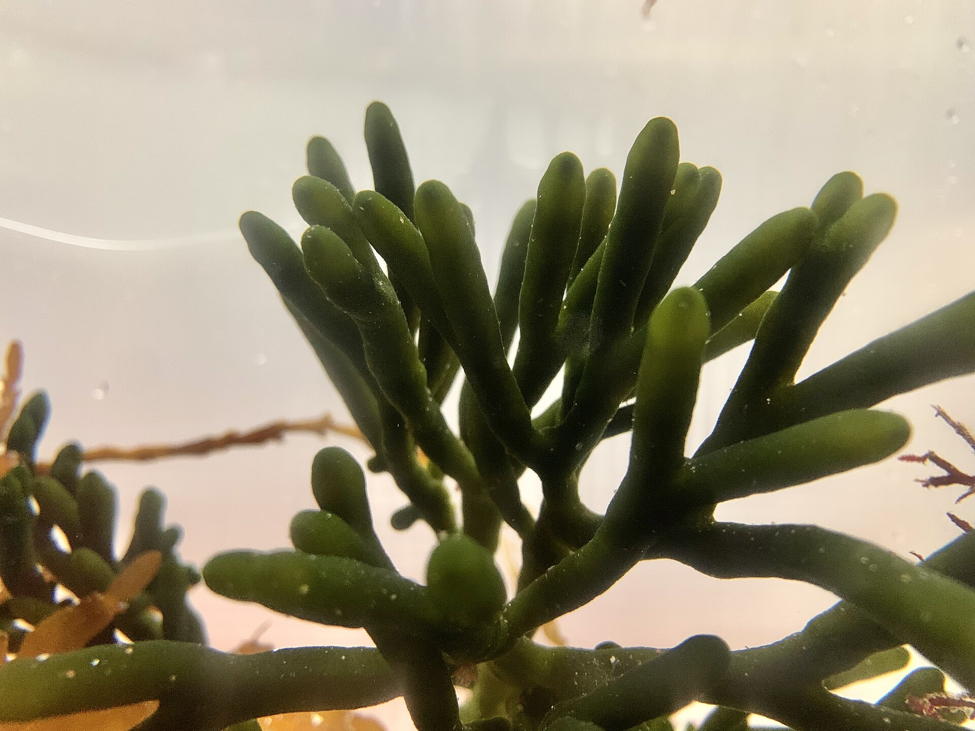 Codium (Dead Man’s Fingers / Oyster Thief)