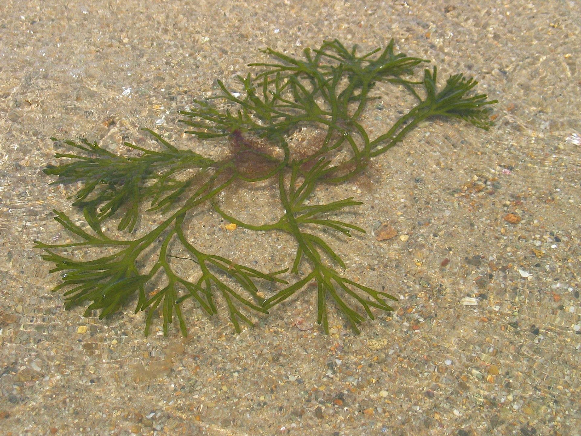 Codium (Dead Man’s Fingers / Oyster Thief)