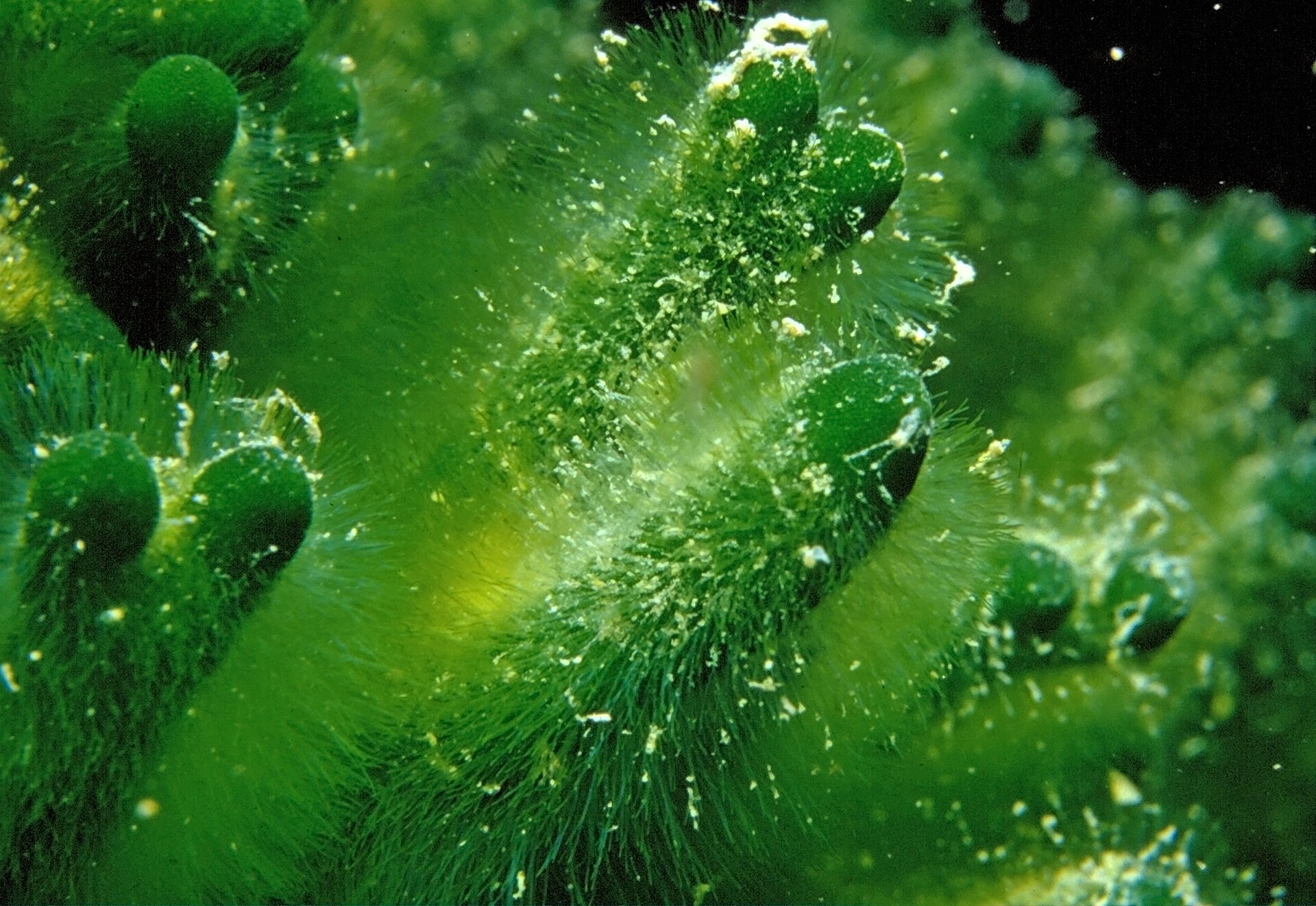 Codium (Dead Man’s Fingers / Oyster Thief)