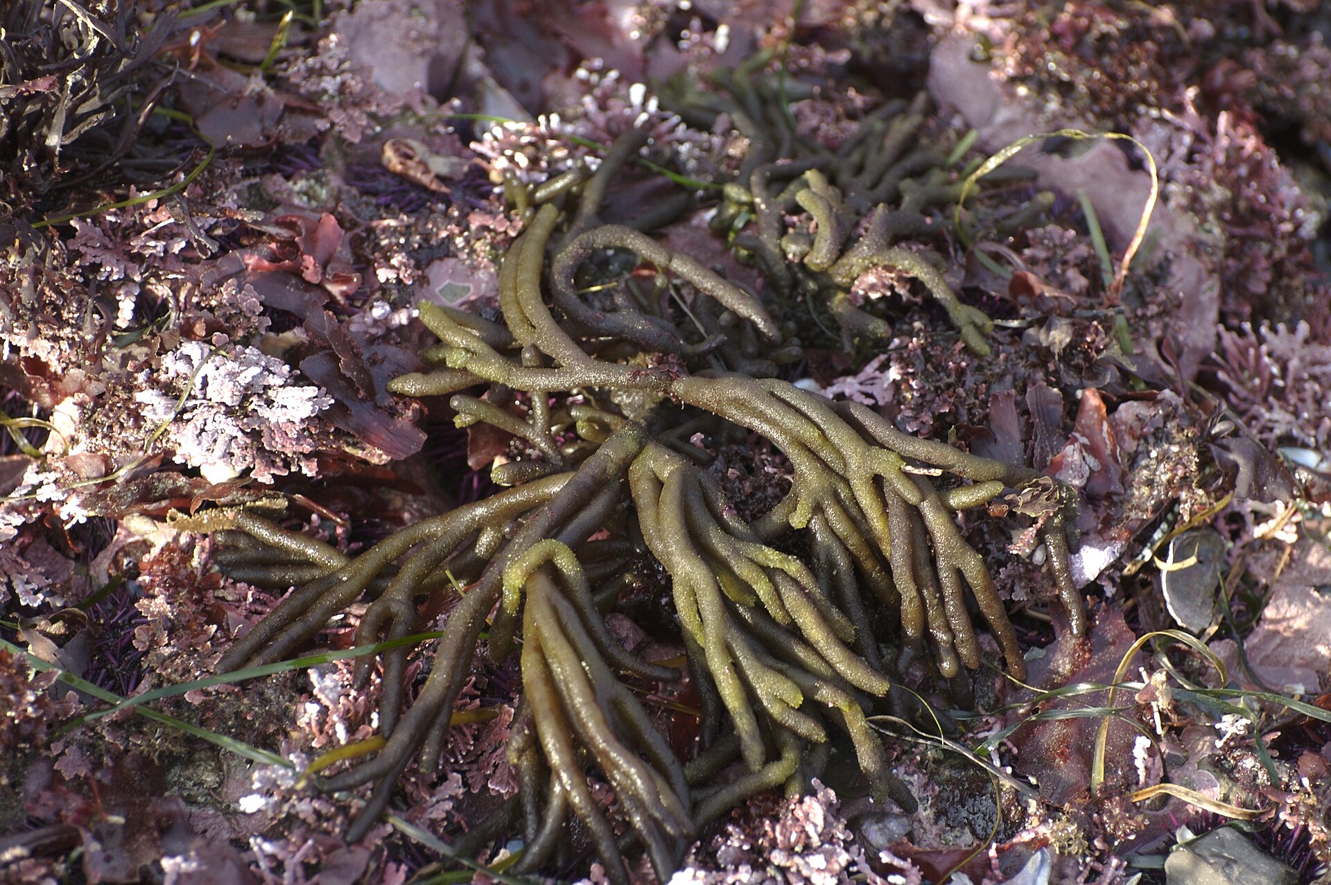 Codium (Dead Man’s Fingers / Oyster Thief)