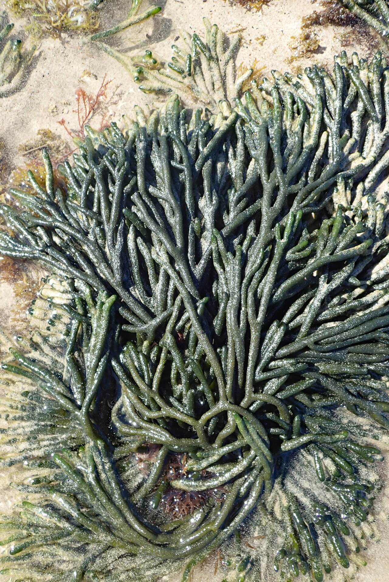 Codium (Dead Man’s Fingers / Oyster Thief)