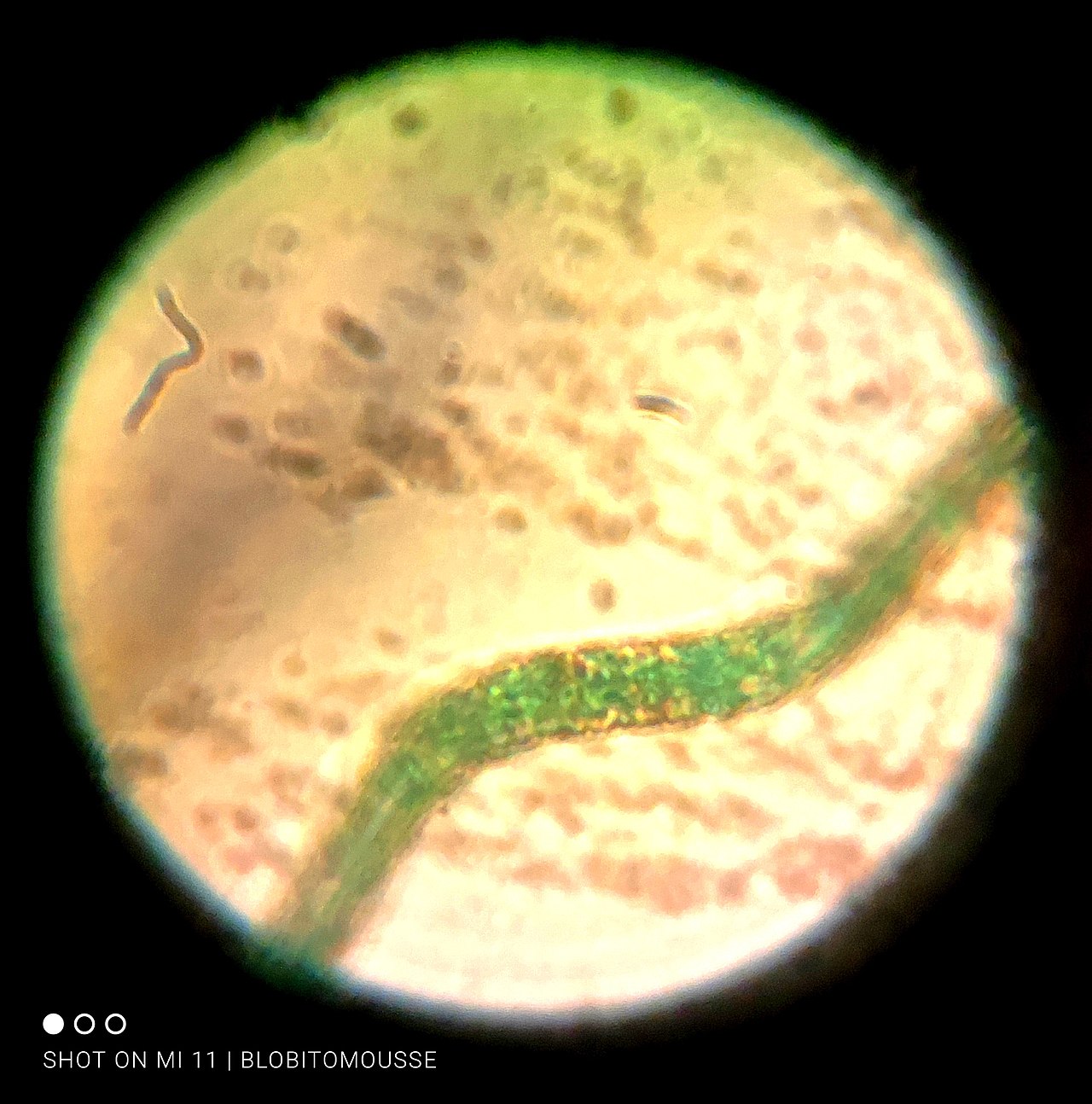 Cyanobacteria (Blue-Green Microalgae)