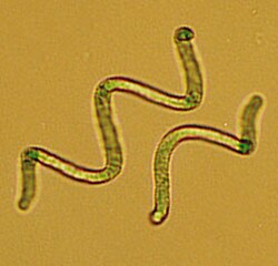 Cyanobacteria (Blue-Green Microalgae)