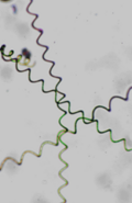 Cyanobacteria (Blue-Green Microalgae)