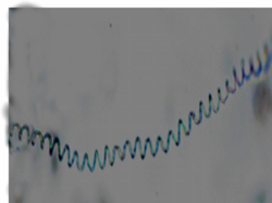 Cyanobacteria (Blue-Green Microalgae)