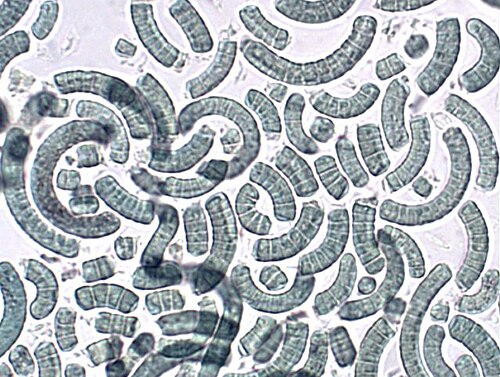 Algae food image