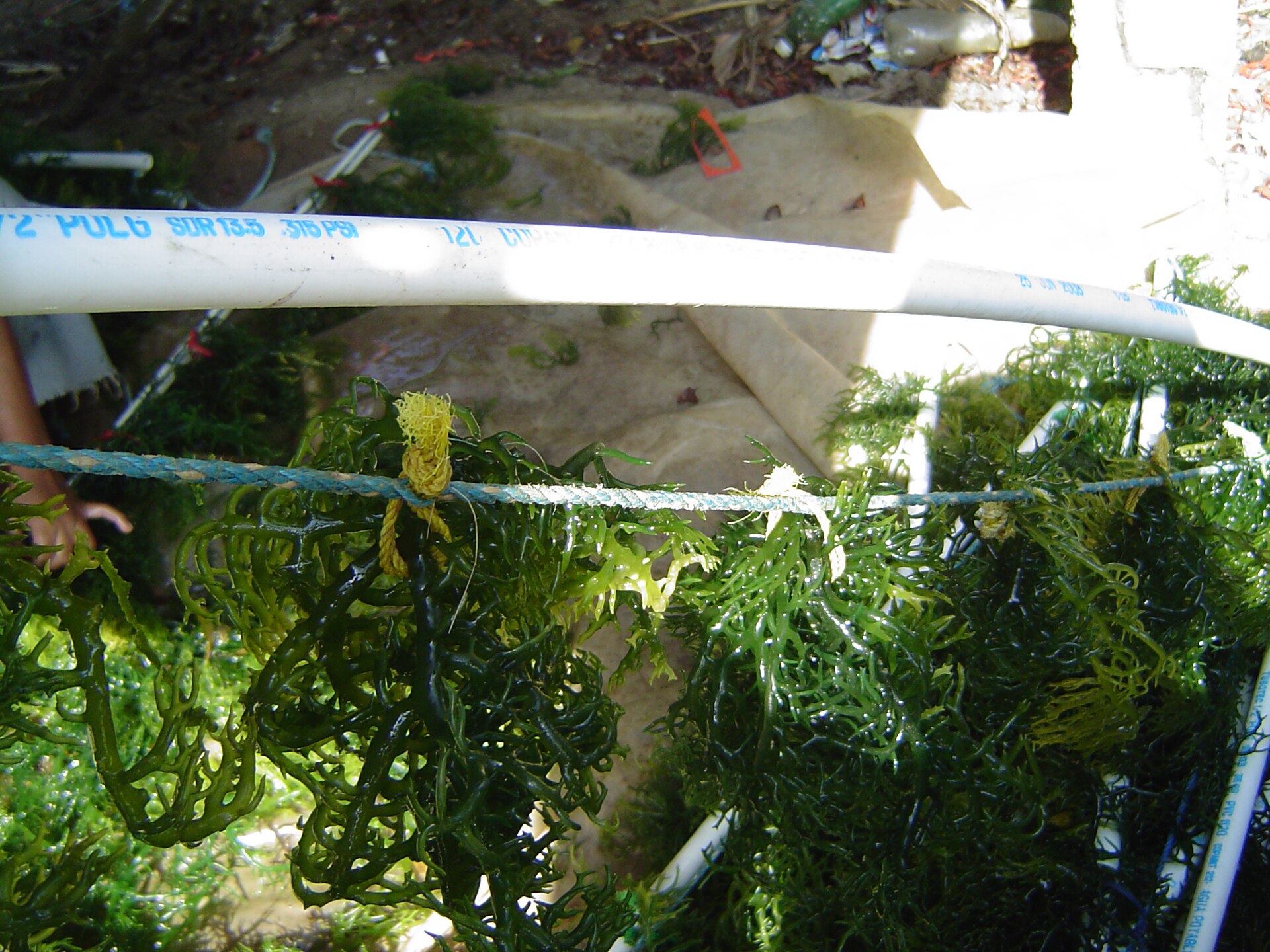 Eucheuma (Carrageenan Seaweed)