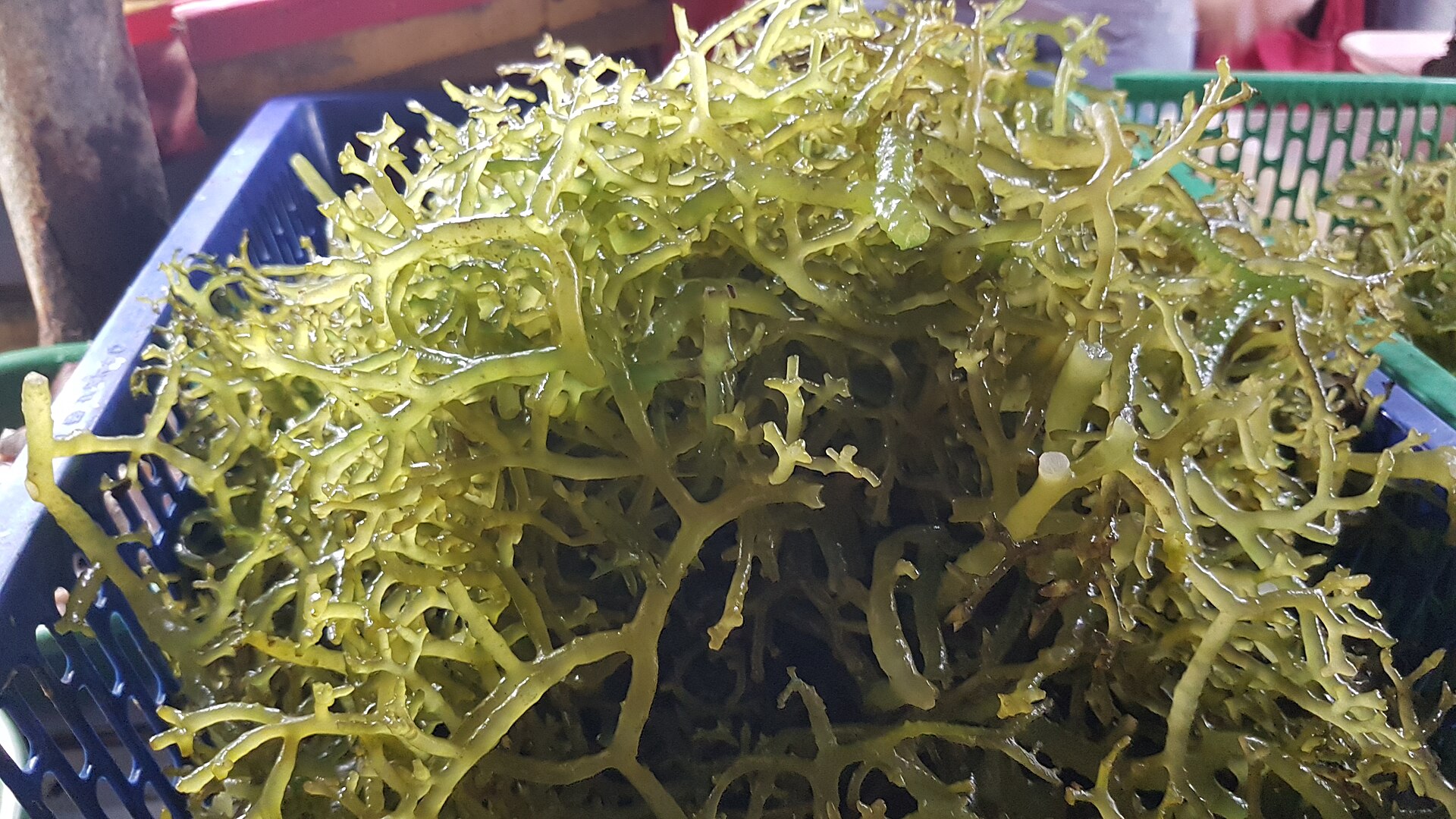 Eucheuma (Carrageenan Seaweed)