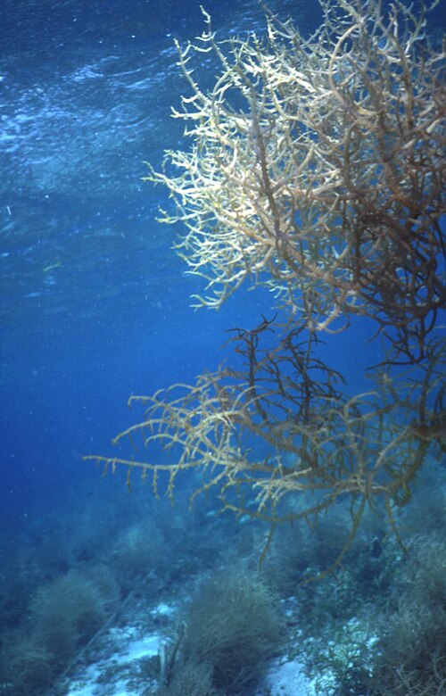 Eucheuma (Carrageenan Seaweed)