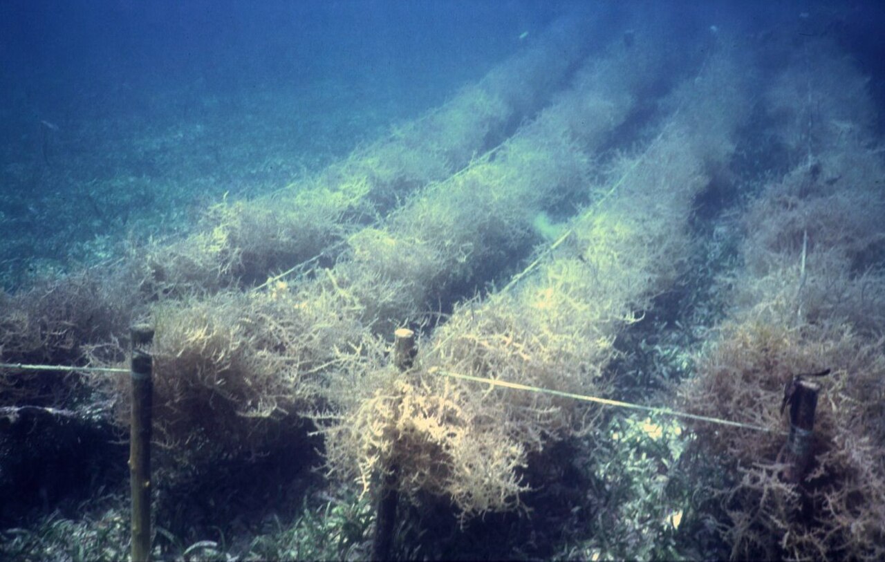 Eucheuma (Carrageenan Seaweed)
