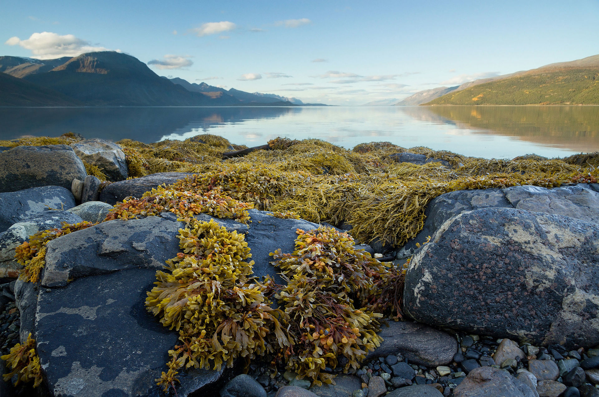 Fucus (Bladderwrack / Rockweed)