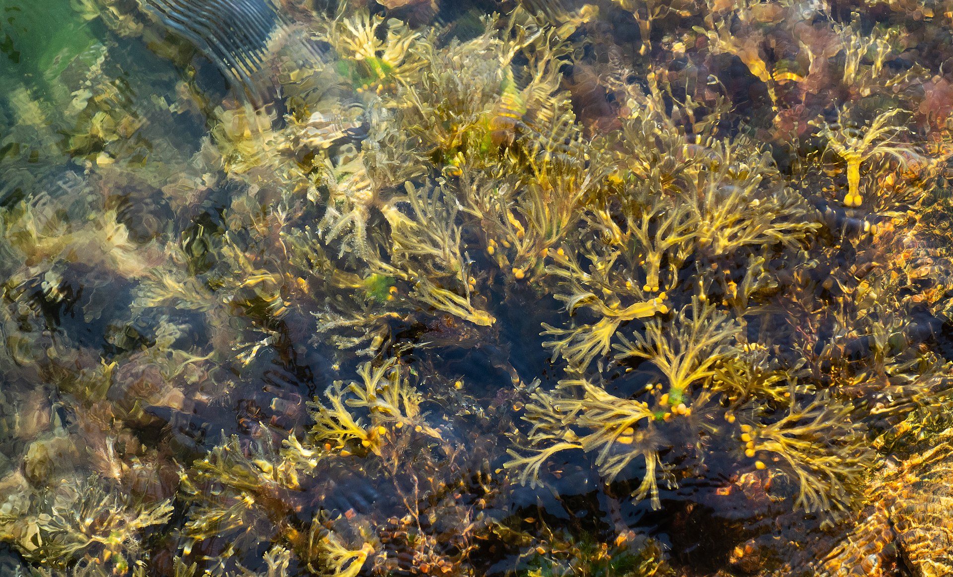 Fucus (Bladderwrack / Rockweed)
