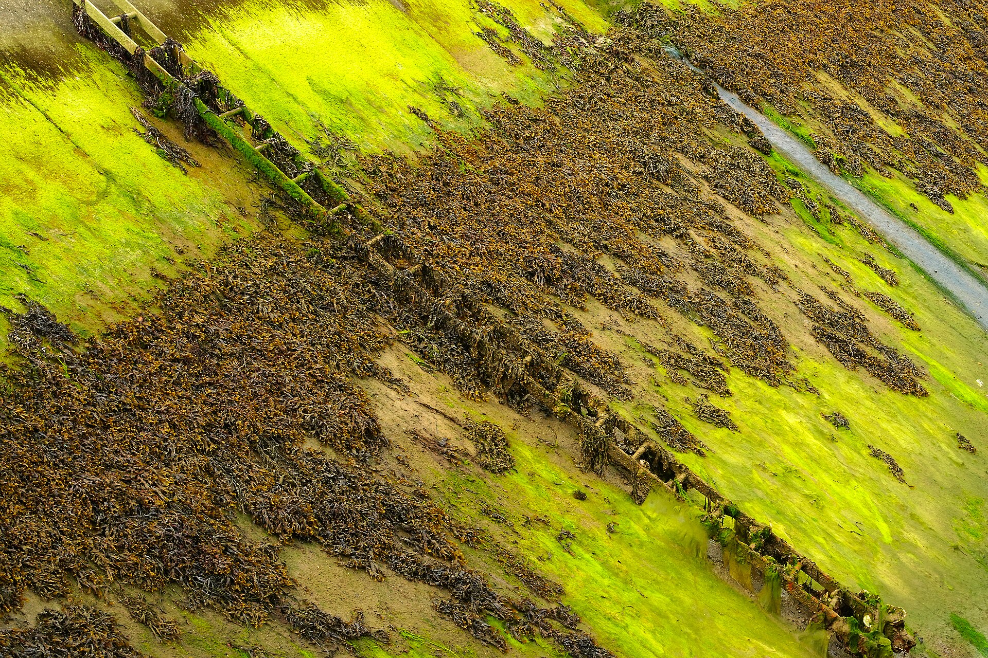 Fucus (Bladderwrack / Rockweed)