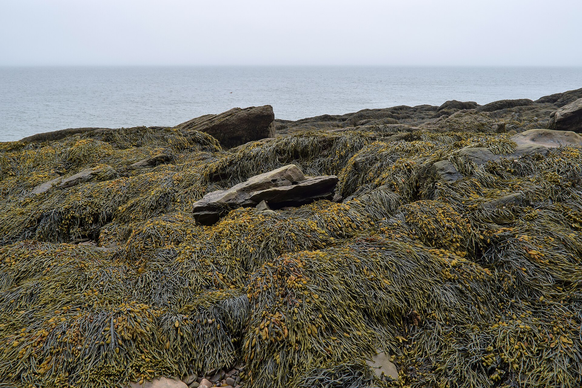 Fucus (Bladderwrack / Rockweed)