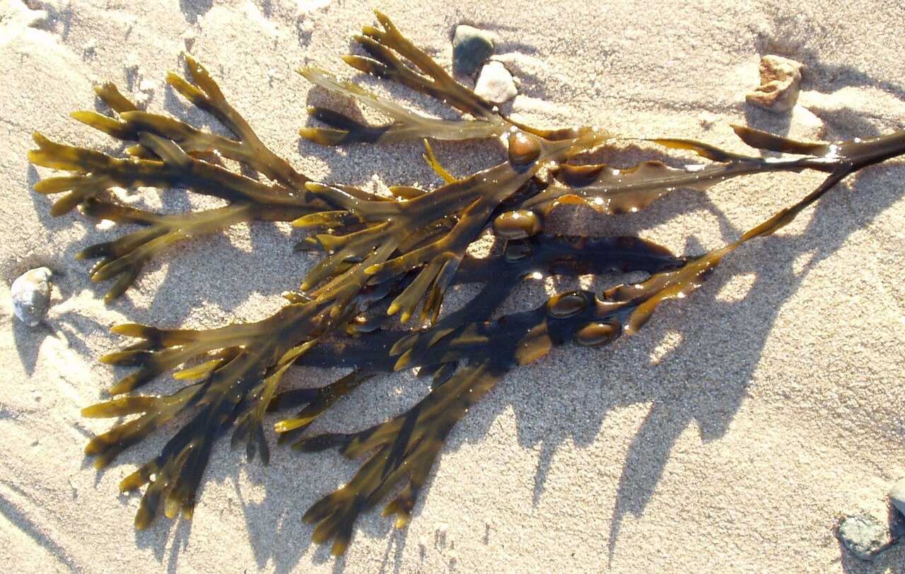Fucus (Bladderwrack / Rockweed)