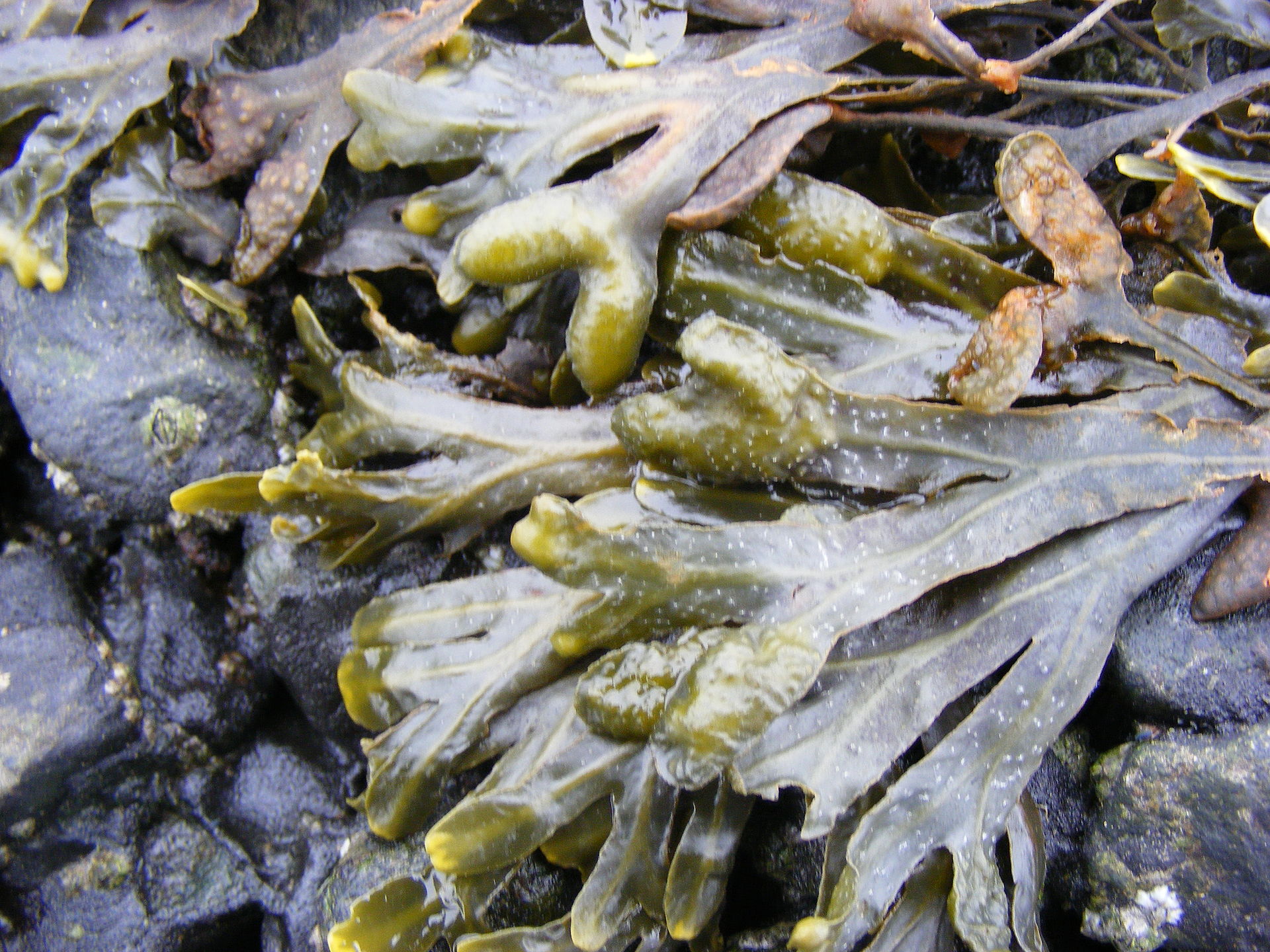 Fucus (Bladderwrack / Rockweed)