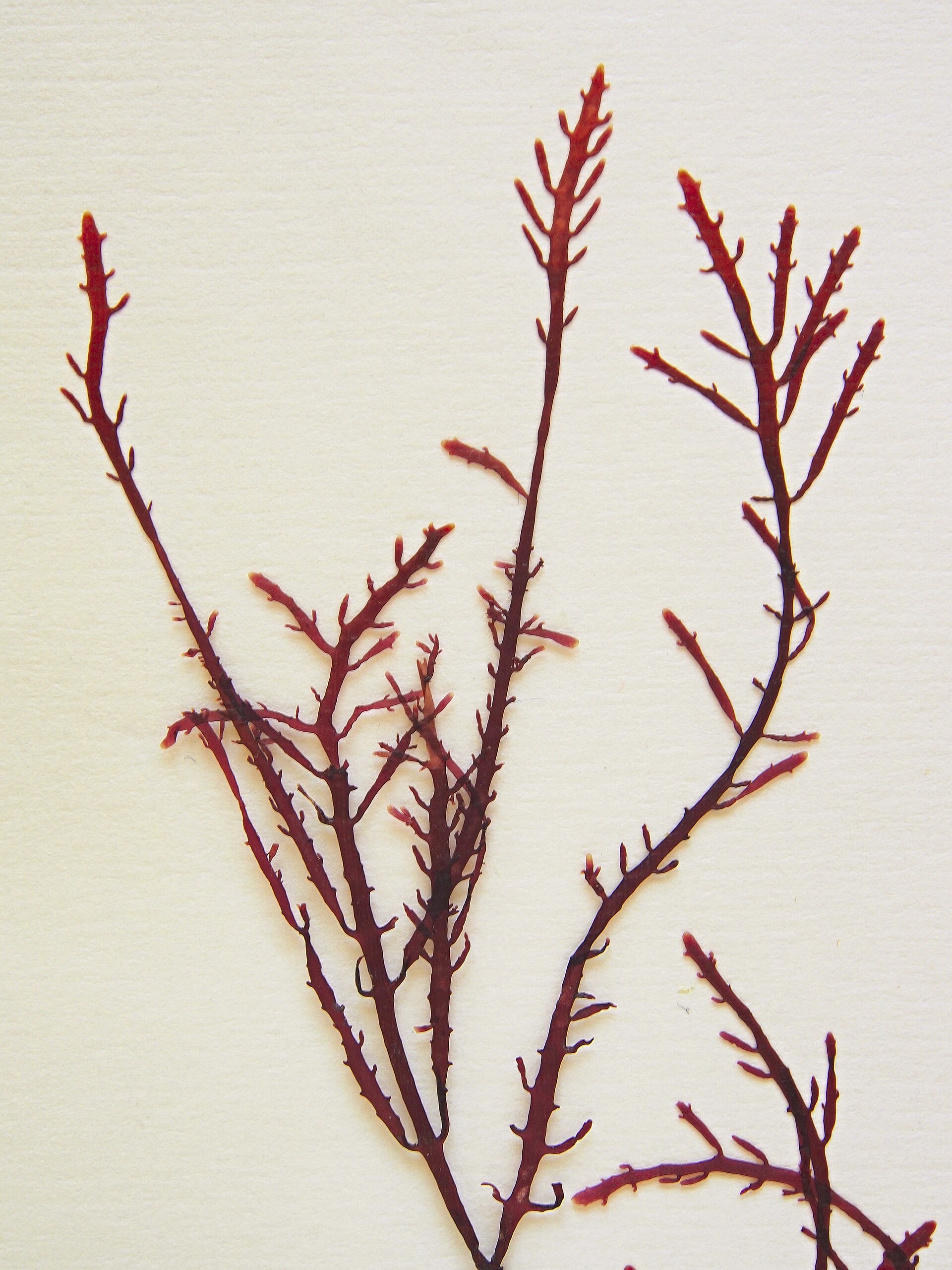 Gelidium (Agar Seaweed)