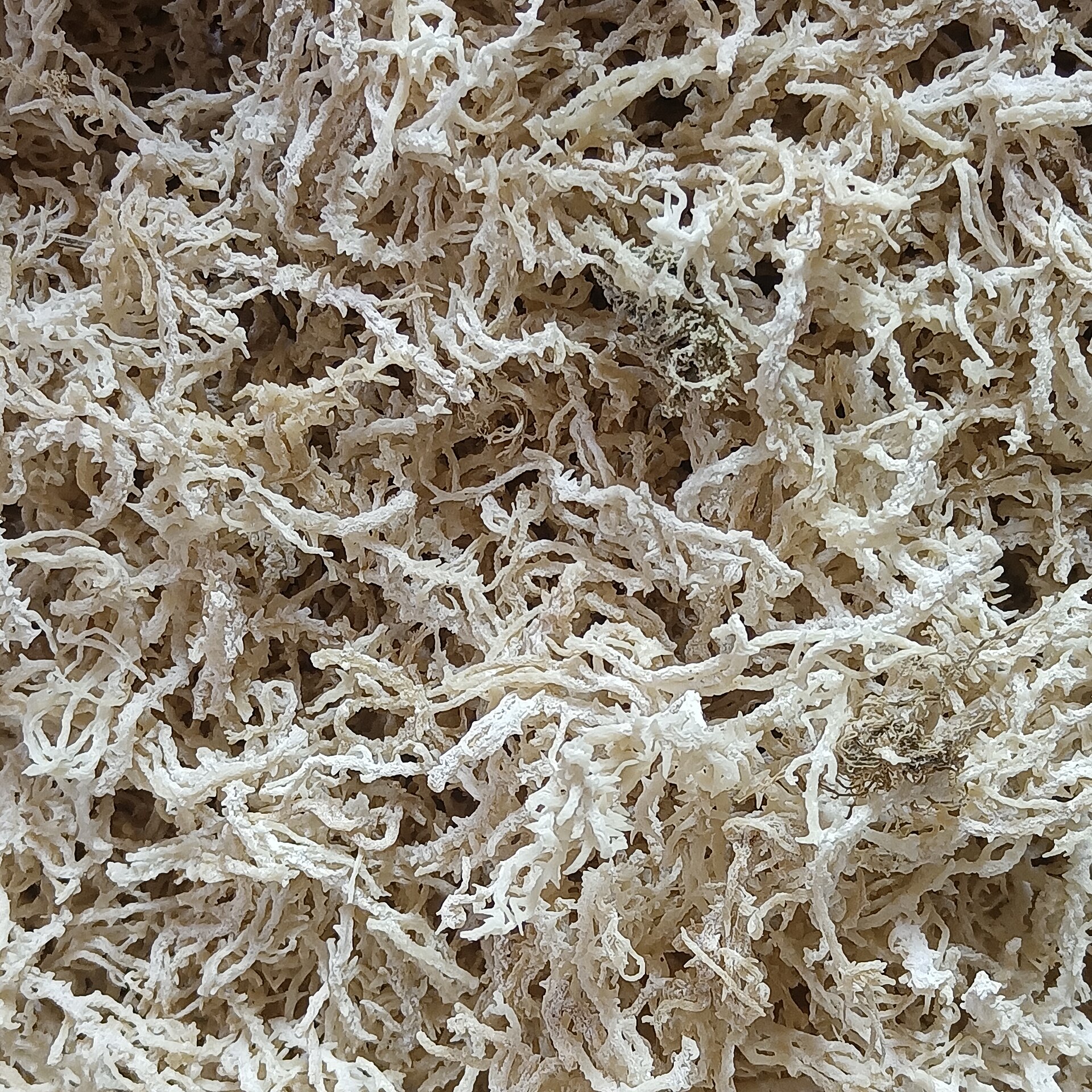 Gelidium (Agar Seaweed)