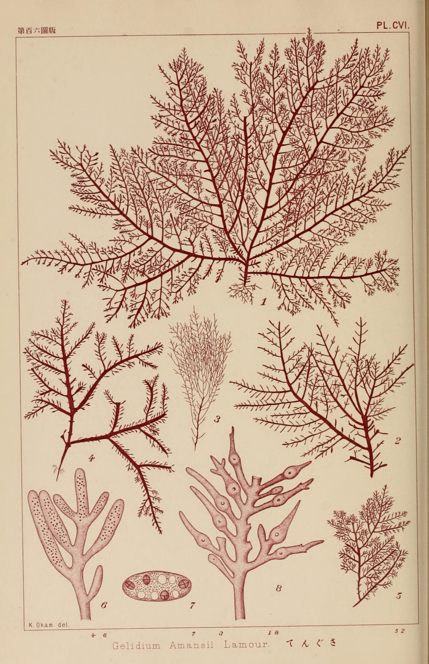 Gelidium (Agar Seaweed)