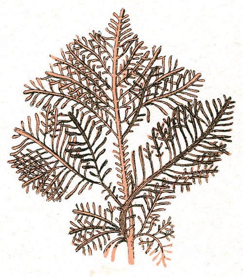 Gelidium (Agar Seaweed)
