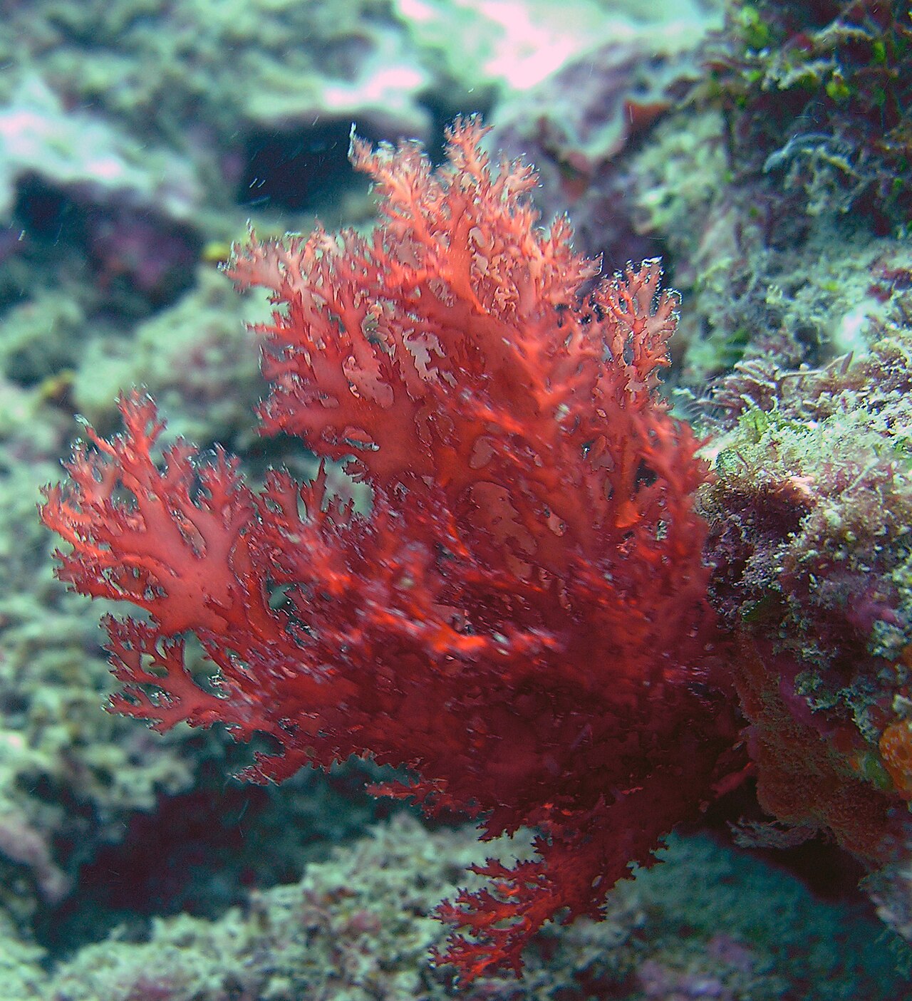 Gelidium (Agar Seaweed)