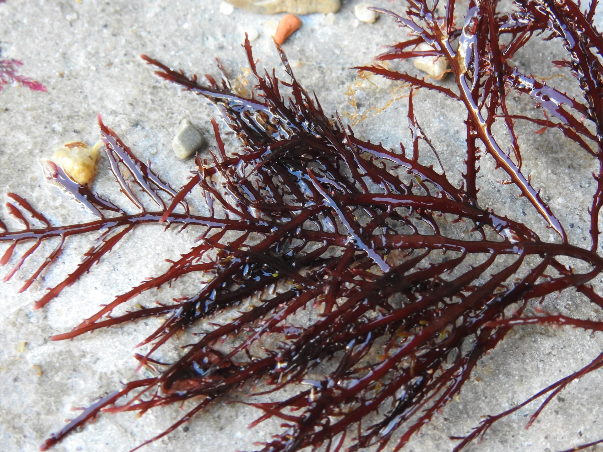 Gelidium (Agar Seaweed)