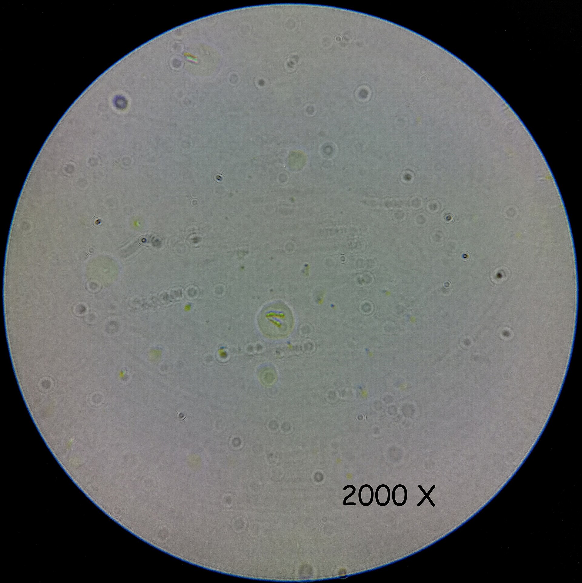 Golden and Heterokont Microalgae