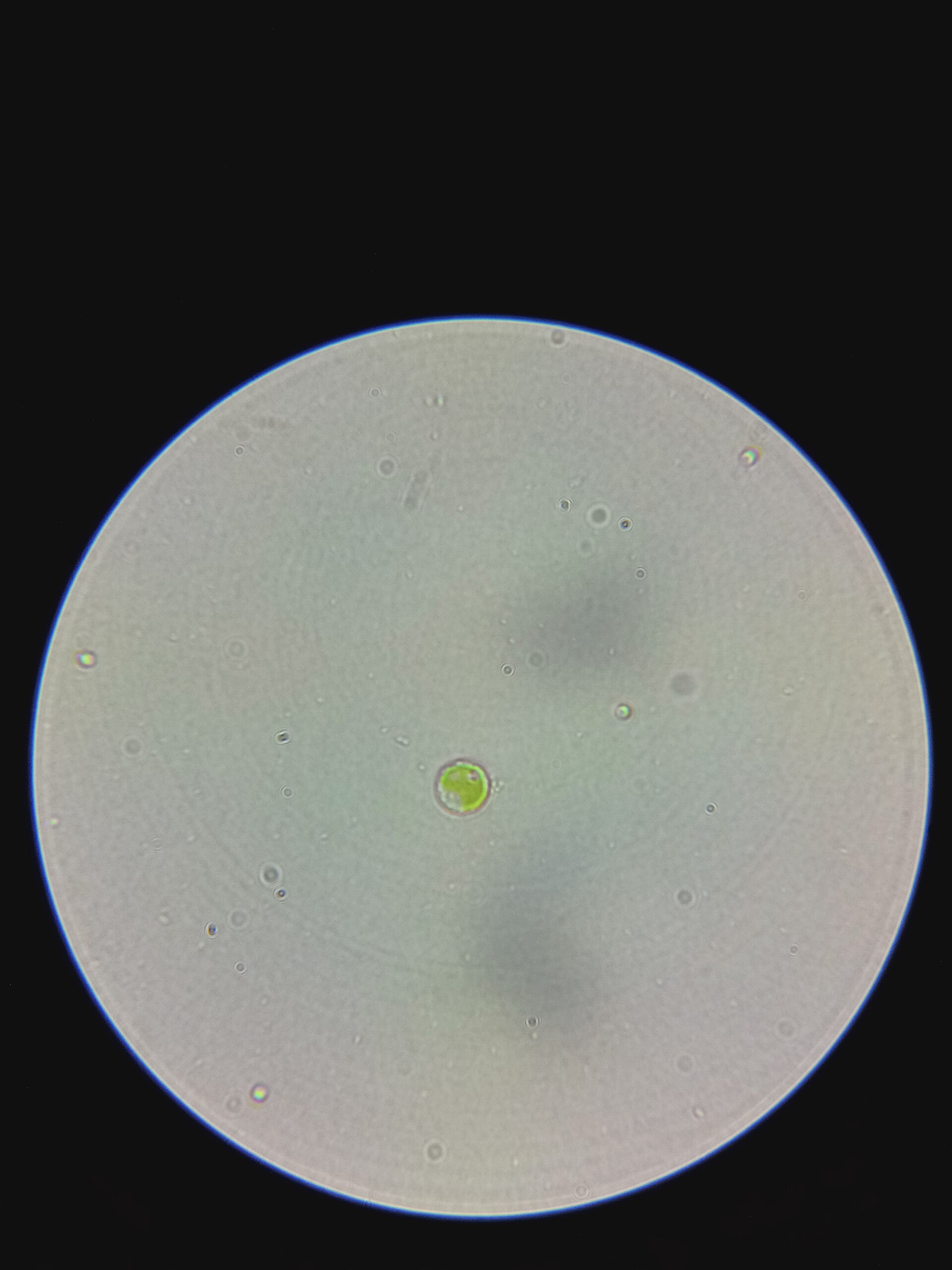 Golden and Heterokont Microalgae