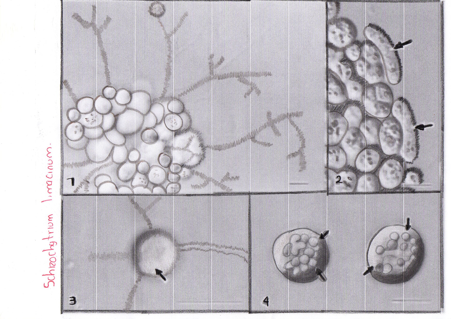 Golden and Heterokont Microalgae