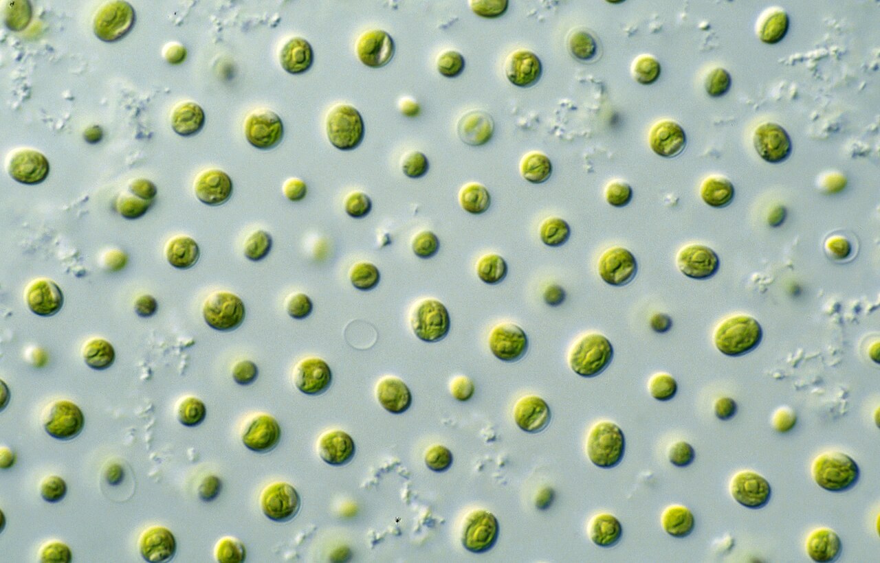 Golden and Heterokont Microalgae