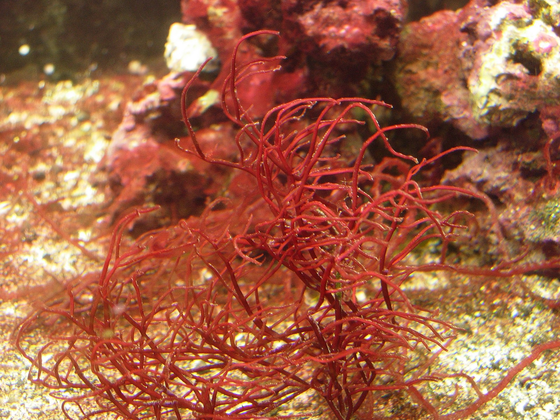 Gracilaria (Ogonori)