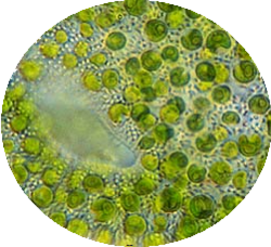 Green Microalgae (Chlorophytes)