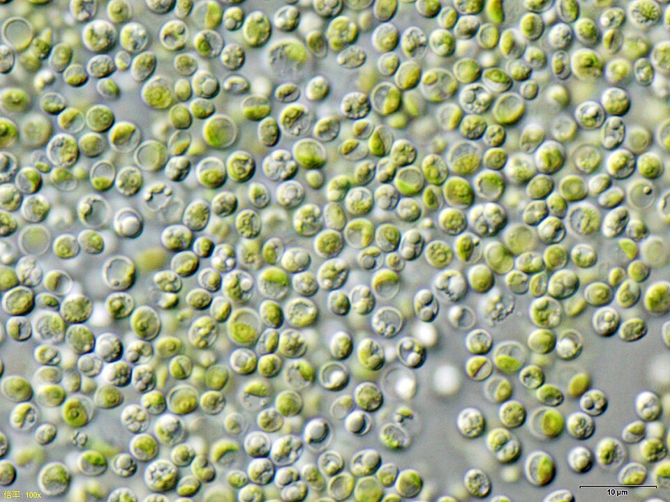 Green Microalgae (Chlorophytes)