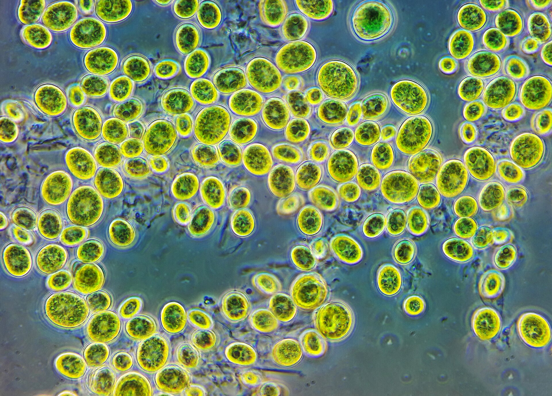 Green Microalgae (Chlorophytes)