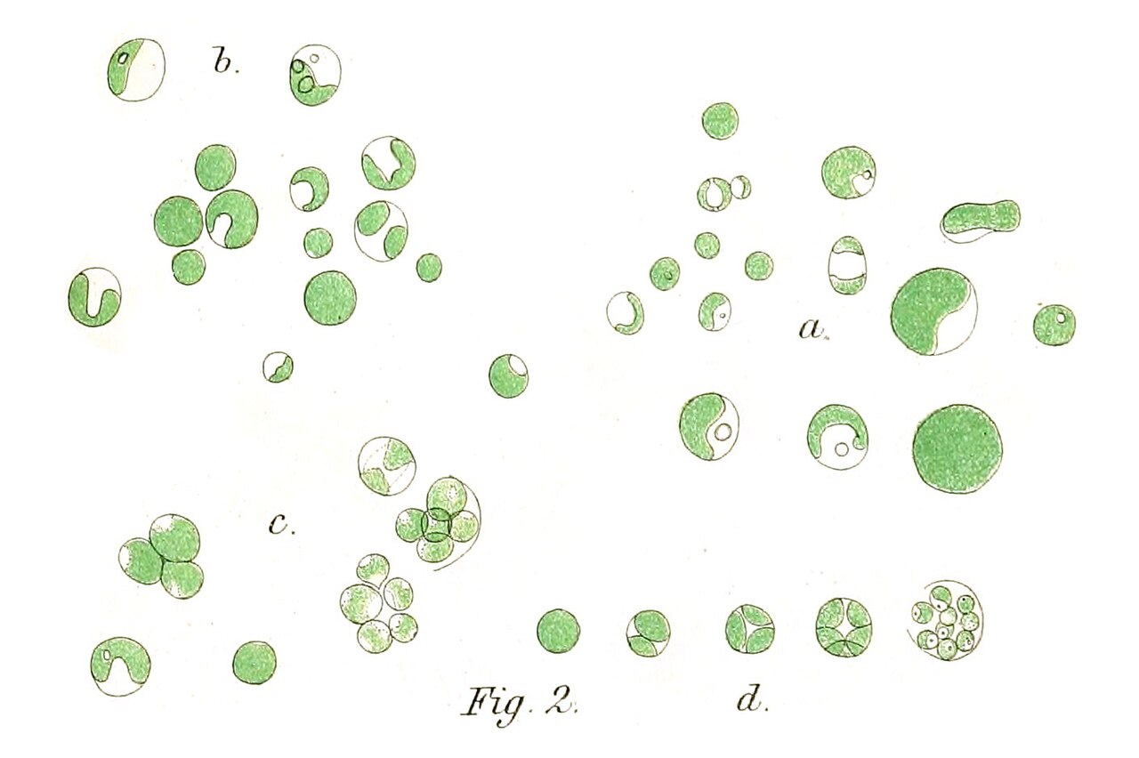 Green Microalgae (Chlorophytes)