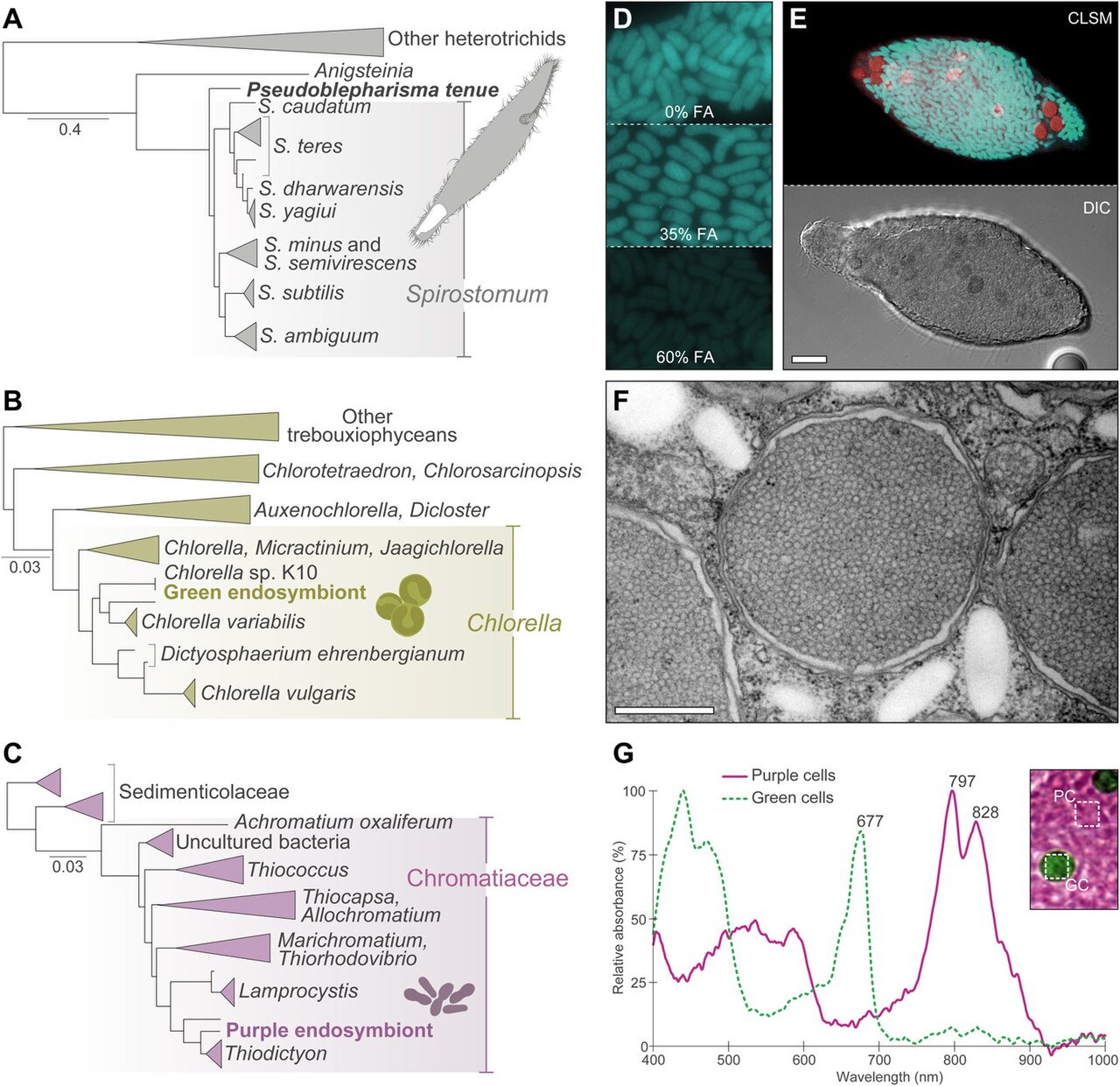 Green Microalgae (Chlorophytes)