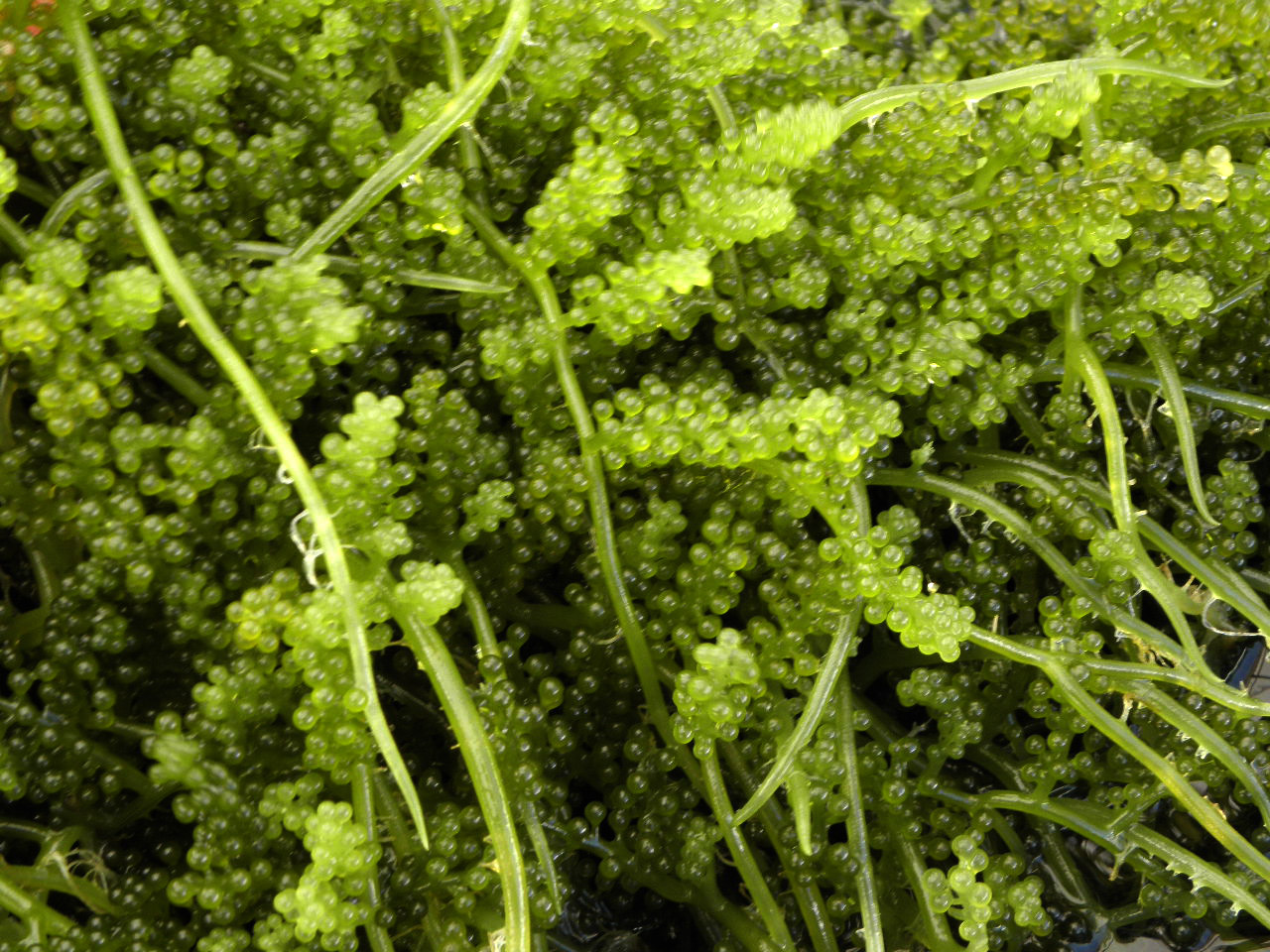 Algae food image