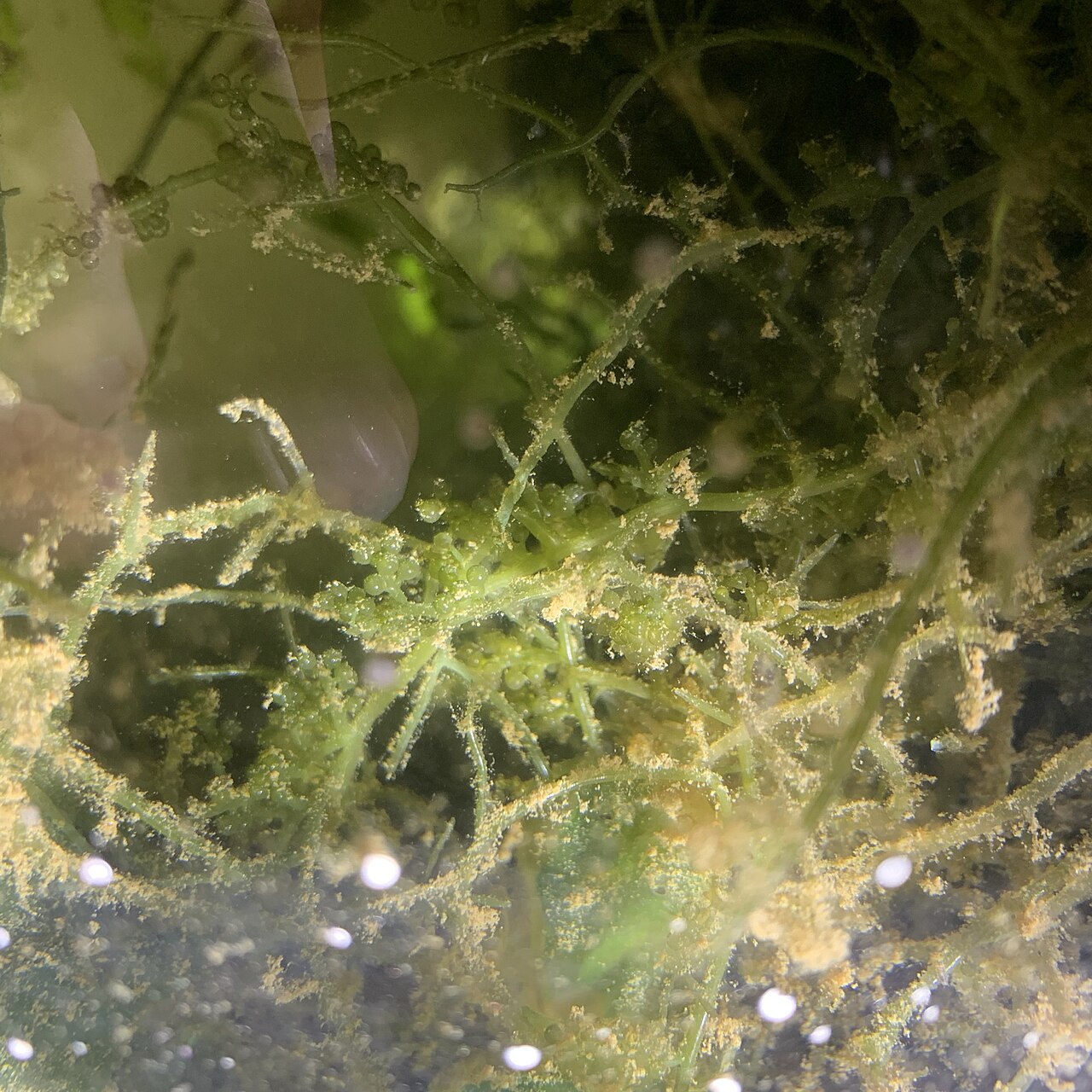 Algae food image