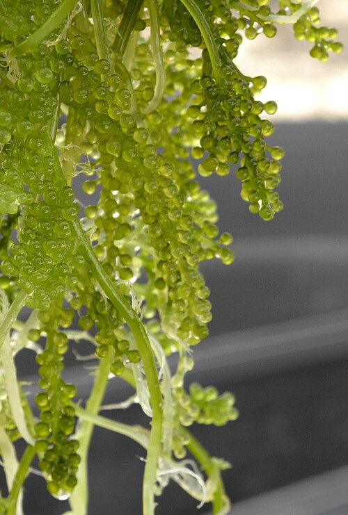 Algae food image