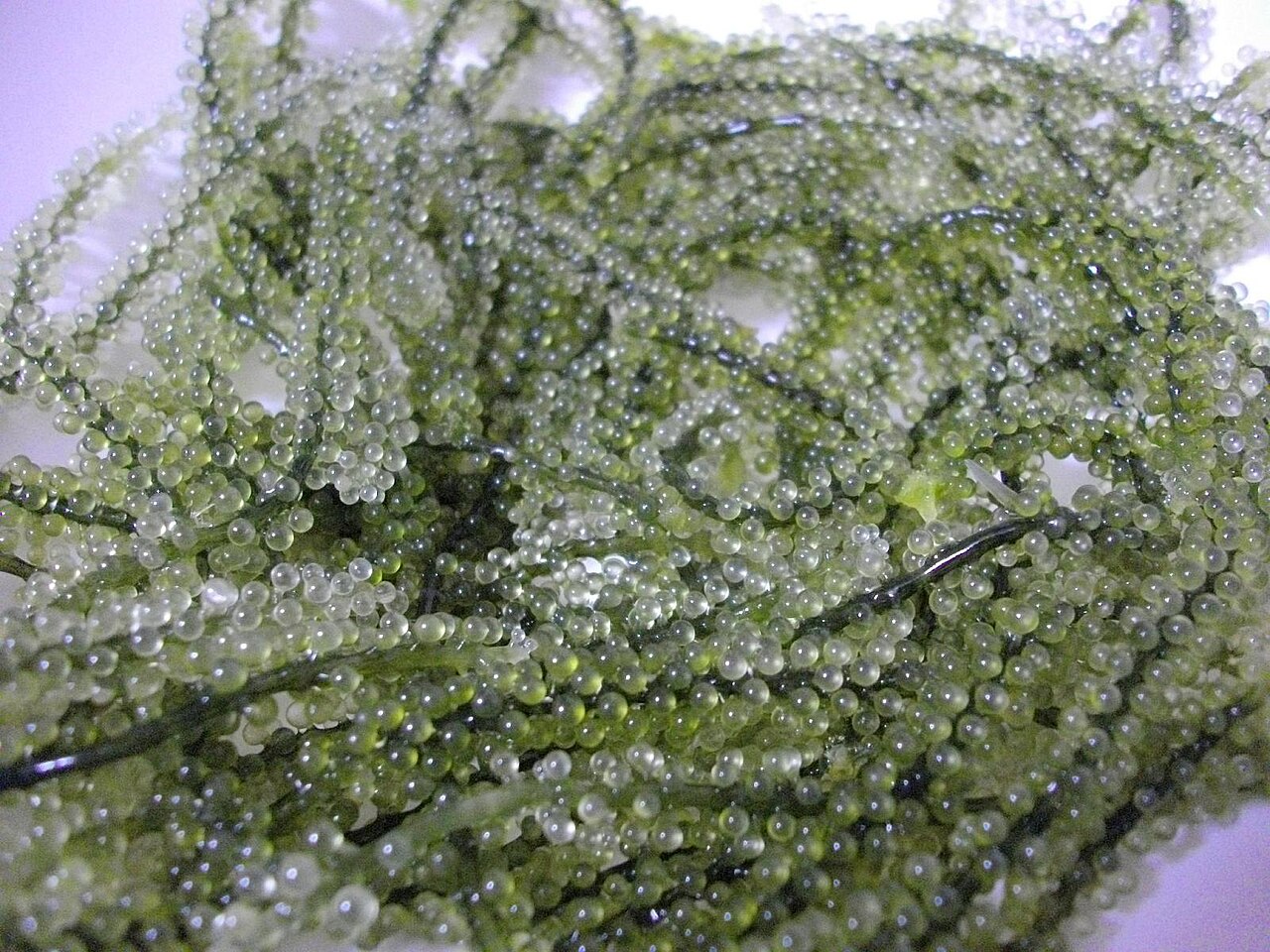 Algae food image