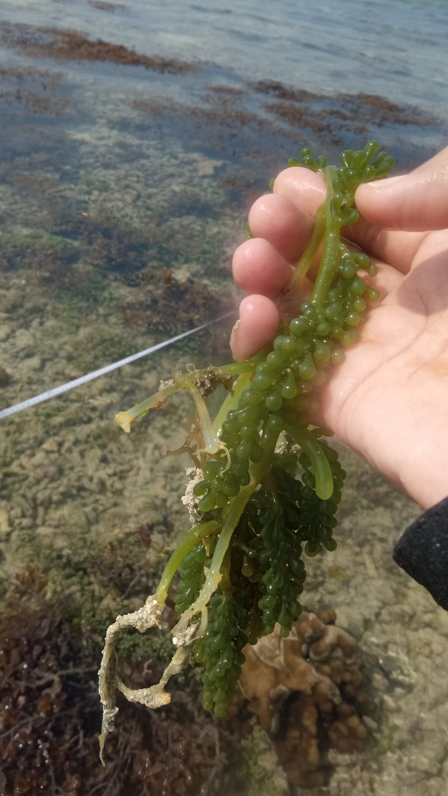 Algae food image