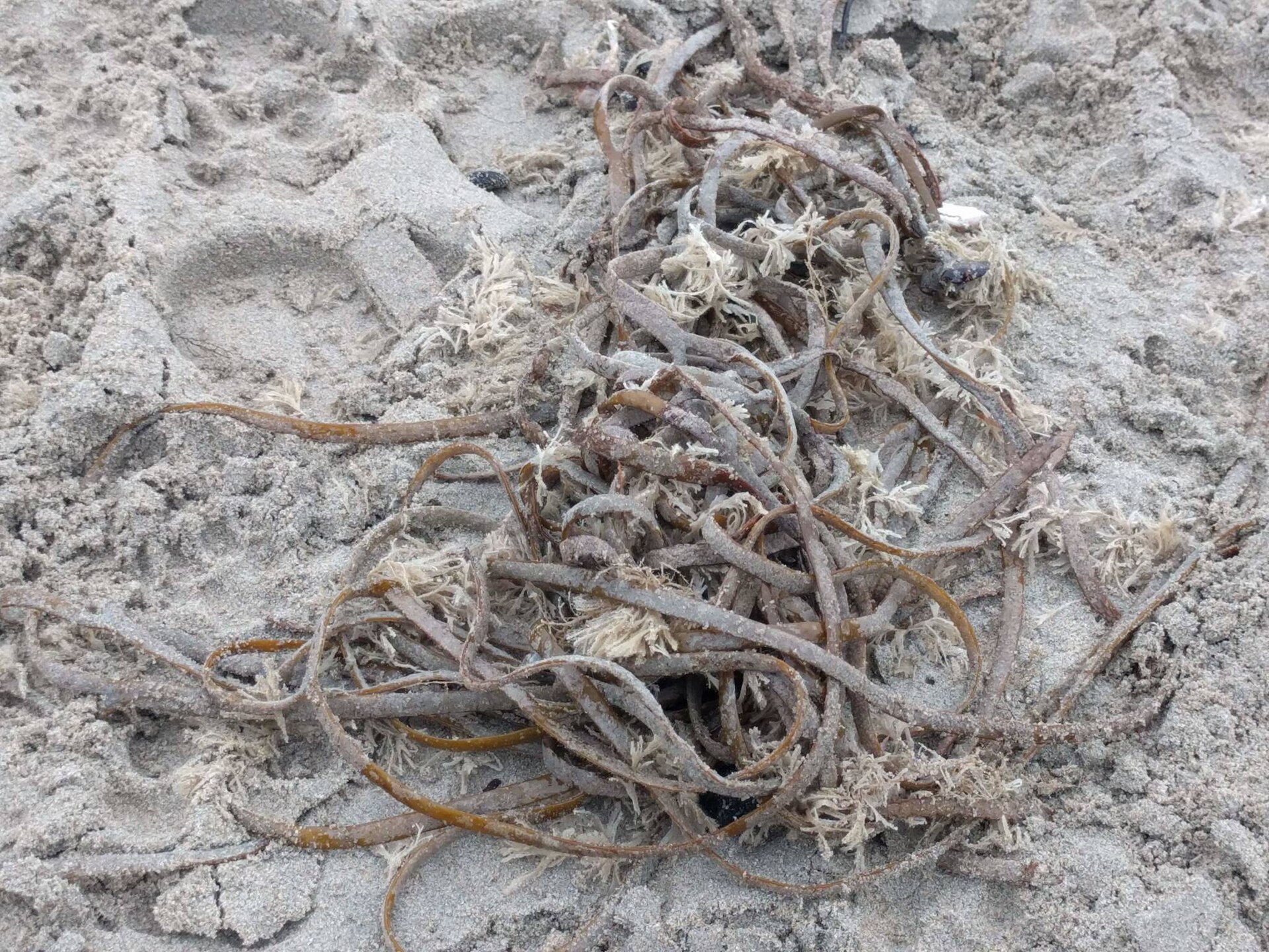 Himanthalia (Sea Spaghetti)