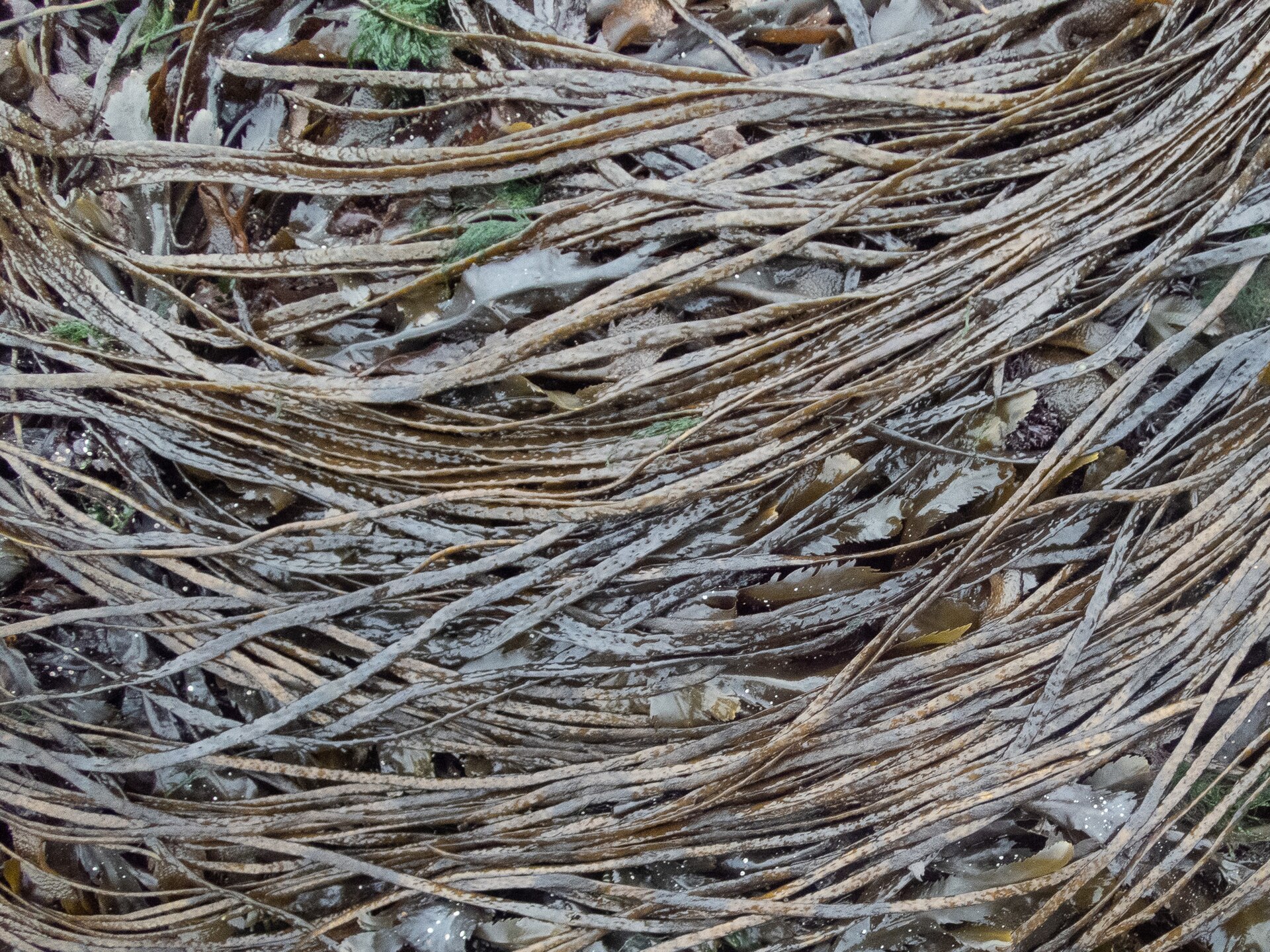 Himanthalia (Sea Spaghetti)