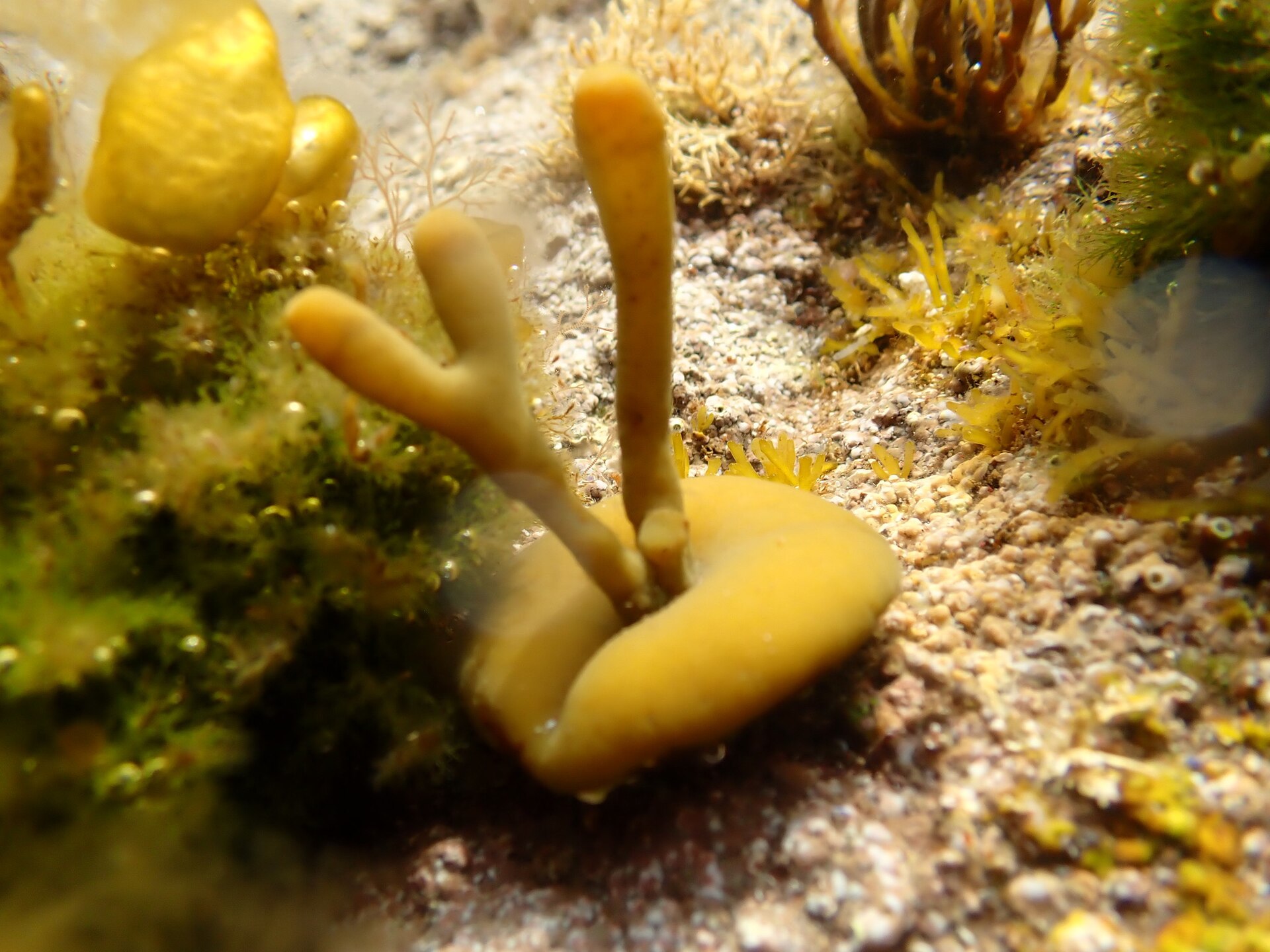 Himanthalia (Sea Spaghetti)
